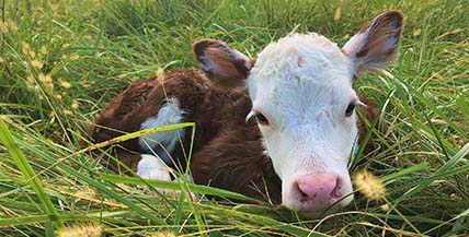 Reed Farms Calf