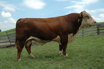 NJW 72N P606 Good Day 150X ET