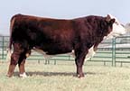 S&S DRF KJ Cattleman 49H